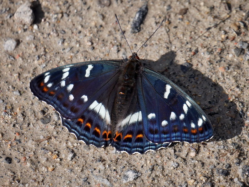 Aspfjril,	Limenitis populi,	Poplar Admiral