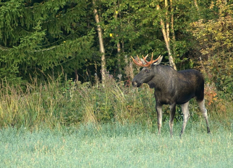 lg, (Alces alces), moose