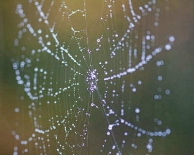 Spiderweb dressed with diamonds