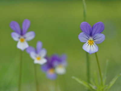 Styvmorsviol, Viola tricolor L.