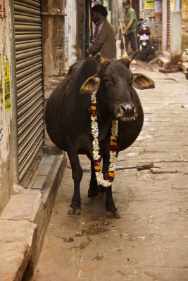 Cow in the streets.jpg