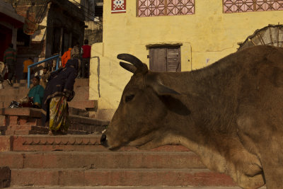 Varanasi,  city of spiritual light - 2014