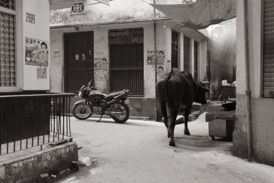 Cow in the street.jpg