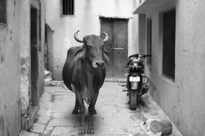 Cow in black and white.jpg