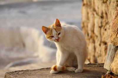 Cat Pamukkale.jpg