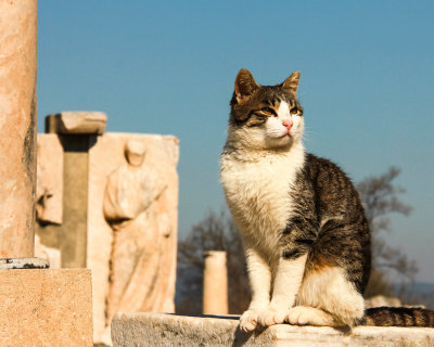 Ephesus cat.jpg