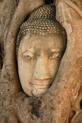 Buddha in tree portrait.jpg