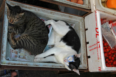 Cats on the market in Ayuthaya.jpg