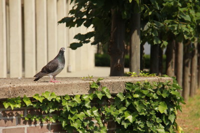 Pigeon