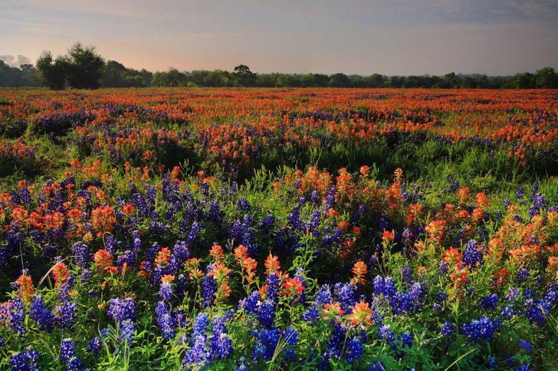 Texas Wildflowers