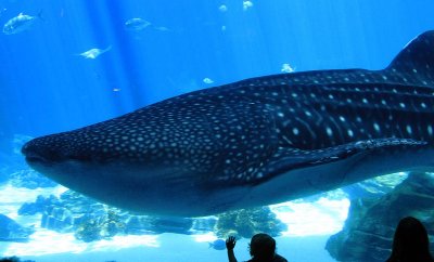 Whale Shark