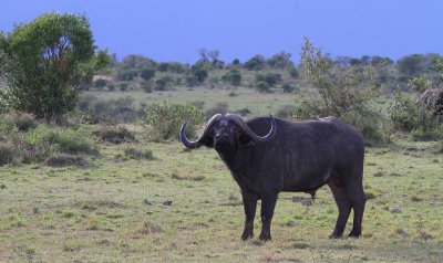 Cape Buffalo - one of the Big Five