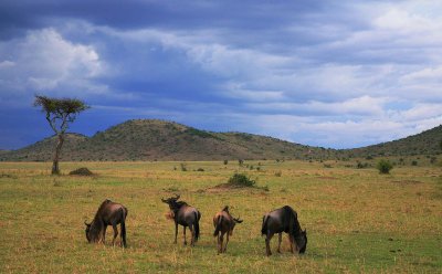 Wildebeests grazing on the savana
