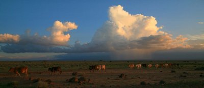 Maasai Cattles