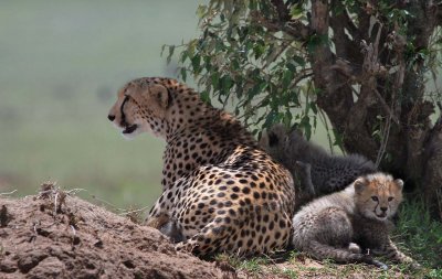 Cheetah & cubs
