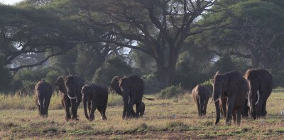 elephants coming out of the woods