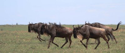 Wildebeests running