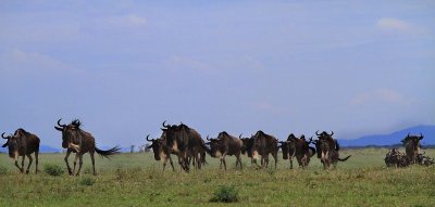 migrating Wildebeests