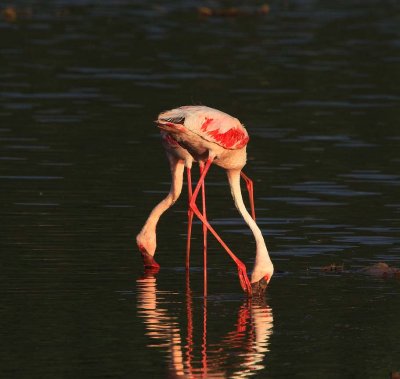 Lesser Flamingo