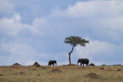 elephants on the horizon