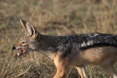 Black Backed Jackal