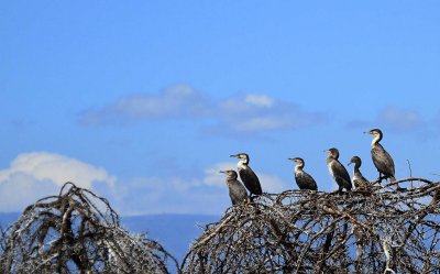 Cormorants on tree top