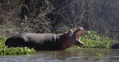 Hippo's Yawn