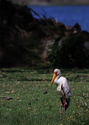 1Yellowbilled Stork on the island