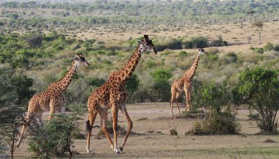 Giraffe family in a morning walk