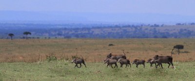 Warthogs family