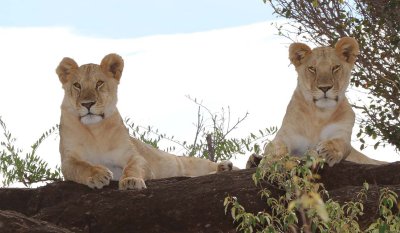 young female lions