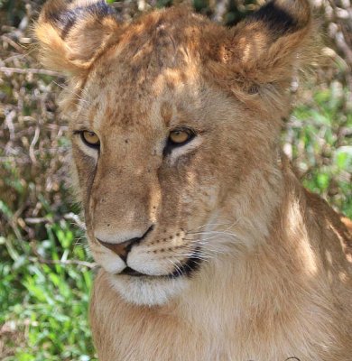 young female lion under the shade