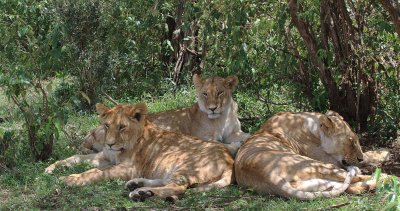 Lions pride in the shade