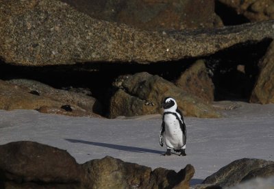 131130_SA_Penguin_0700m.jpg