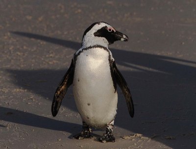 131130_SA_Penguin_0730m.jpg