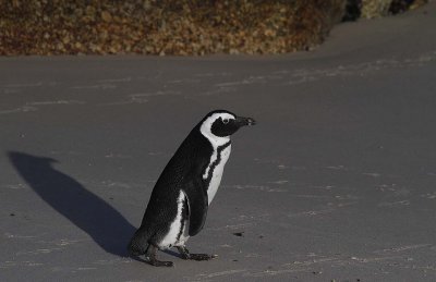 131130_SA_Penguin_0767m.jpg