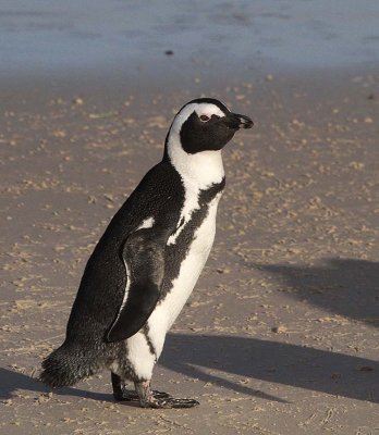 131130_SA_Penguin_0771m.jpg