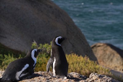 131130_SA_Penguins_pair_0503m.jpg