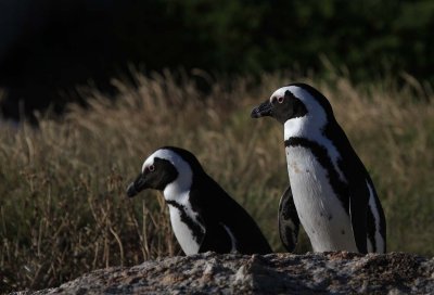 131130_SA_Penguins_pair_0578m.jpg