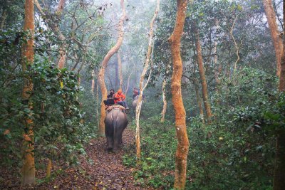 141201_Chitwan_elephantride_6056m.jpg