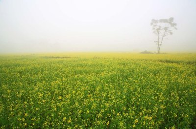 141202_field_6369m.jpg