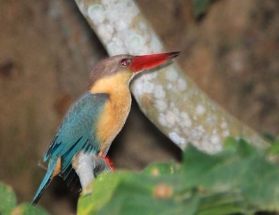 141130_Chitwan_Kingfisher_4093m.jpg