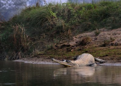 141201_canoe_FreshCroc_4354m.jpg