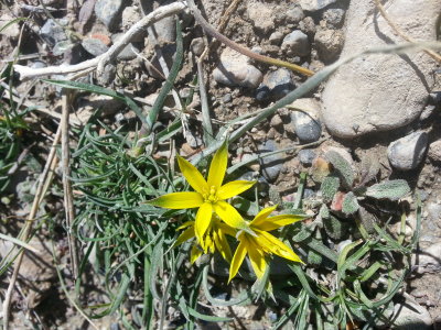 yellow flowers on FOB Shank, Logar Province, AFG