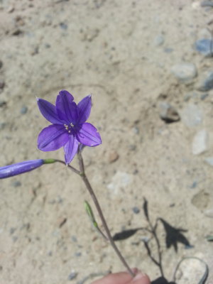 Purple flower on FOB Shank
