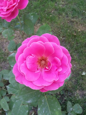 afghan flower