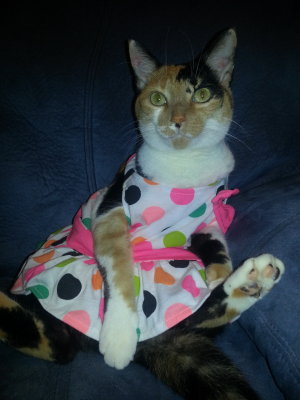 Snickers in a dress