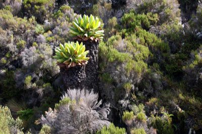 Mount Kilimanjaro flora - the Giant Groundsels