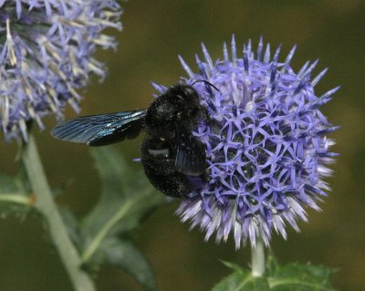 _MG_4587.jpg