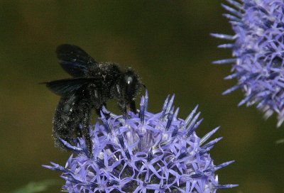 _MG_4593.jpg